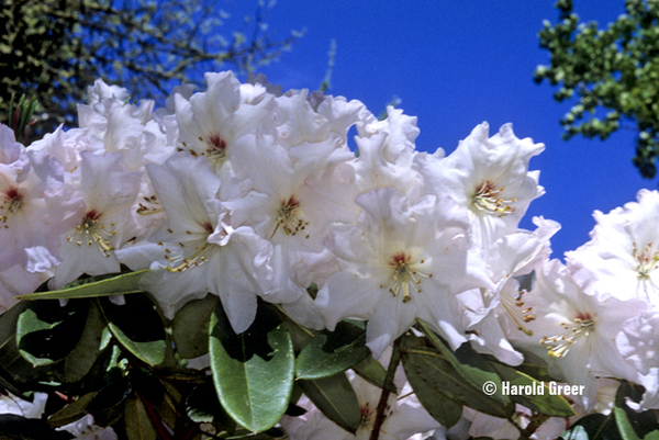 Rhododendron 'Winter Snow' | Rhododendrons (Hybrids & species)