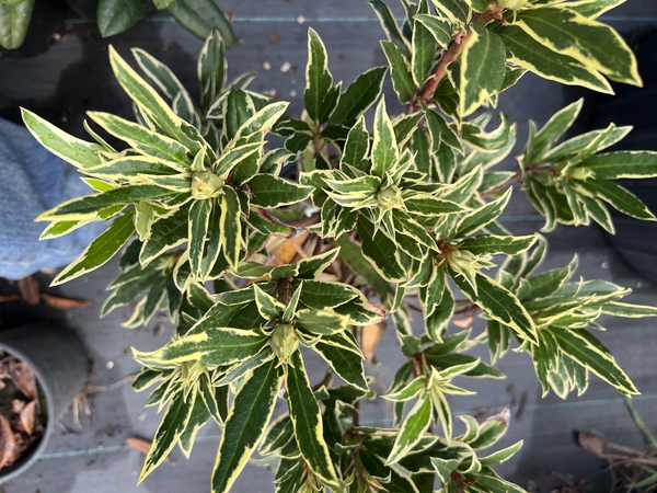 Rhododendron ponticum 'Silver Edge'   (aka 'Variegata') | Rhododendrons (Hybrids & species)