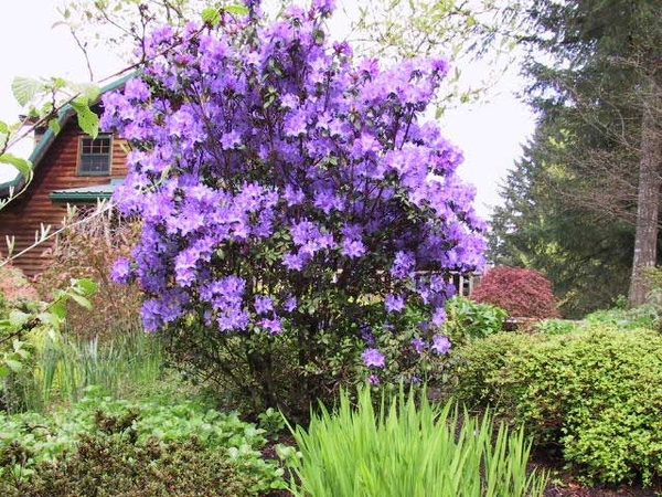 Rhododendron 'Blaney's Blue' | Rhododendrons (Hybrids & species)