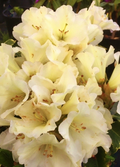 Rhododendron 'Unique' | Rhododendrons (Hybrids & species)
