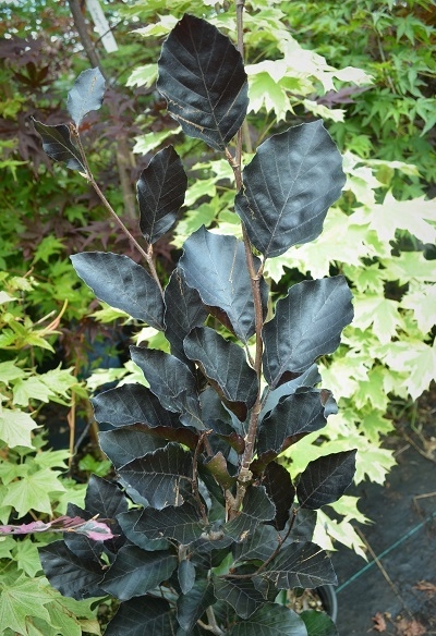 Fagus sylvatica 'Dawyck Purple' | Japanese Maples, Ornamental Trees