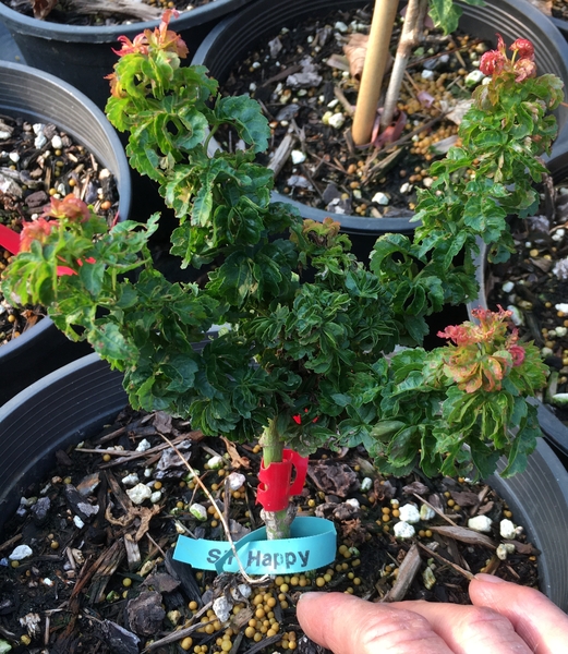 Acer palmatum 'Sir Happy' | Japanese Maples, Ornamental Trees