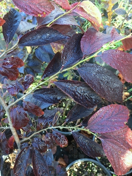 Parrotia subaequalis | Japanese Maples, Ornamental Trees