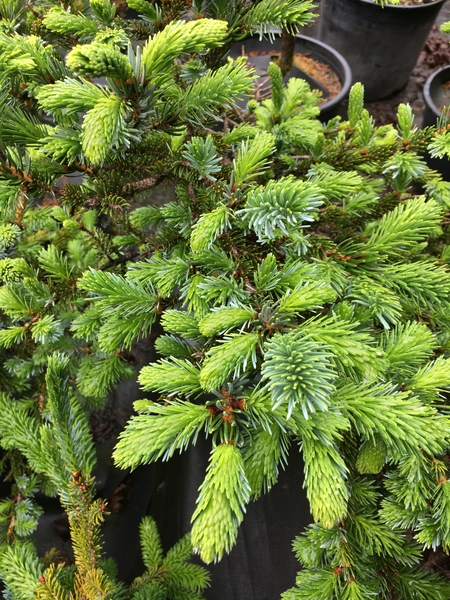 Picea alcoquiana 'Howell's Dwarf' | Conifers
