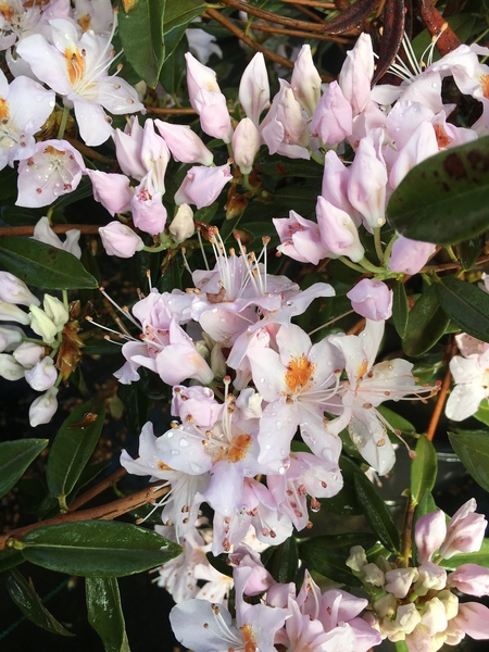 Rhododendron davidsonianum 'Siltcoos White' | Rhododendrons (Hybrids & species)
