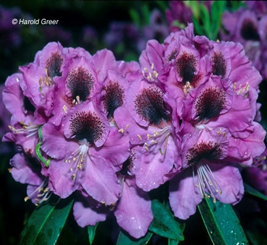 Rhododendron 'Abe Arnott' | Rhododendrons (Hybrids & species)