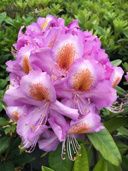 Rhododendron 'Edwin O. Weber' | Rhododendrons (Hybrids & species)