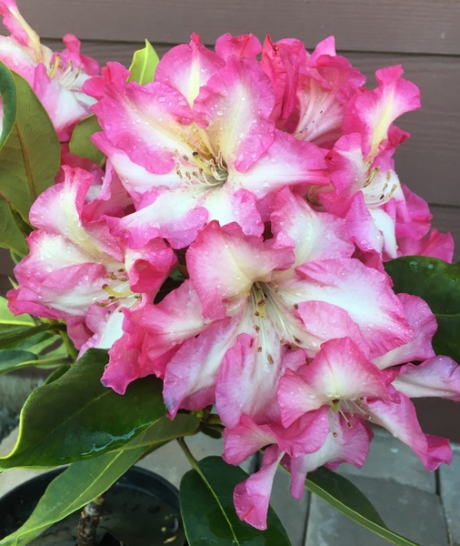 Rhododendron 'Consolini's Windmill' | Rhododendrons (Hybrids & species)