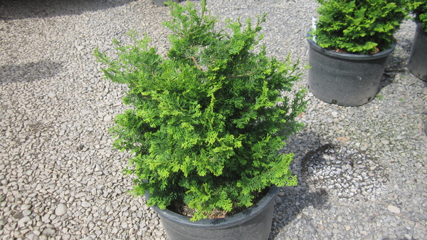 Chamaecyparis obtusa 'Dainty Doll' | Conifers