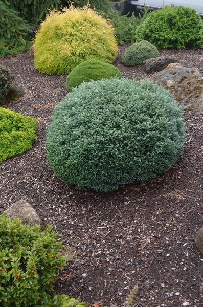 Chamaecyparis pisifera 'Blue Moon' | Conifers