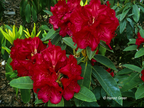 Rhododendron 'Britton Hill Bugle' | Rhododendrons (Hybrids & species)