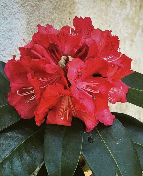 Rhododendron 'Mr. Carl' | Rhododendrons (Hybrids & species)