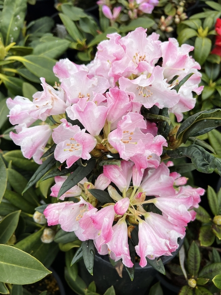 Rhododendron morii | Rhododendrons (Hybrids & species)