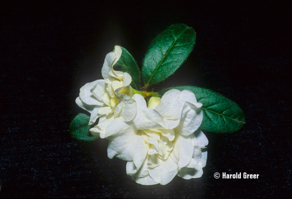 Rhododendron johnstoneanum | Rhododendrons (Hybrids & species)