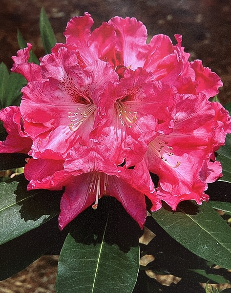 Rhododendron 'Kaye Player' | Rhododendrons (Hybrids & species)