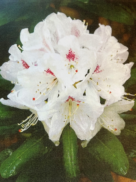Rhododendron 'Mrs. Daniels' | Rhododendrons (Hybrids & species)