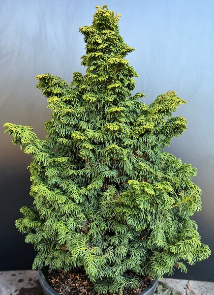 Chamaecyparis obtusa 'Kosteri' | Conifers
