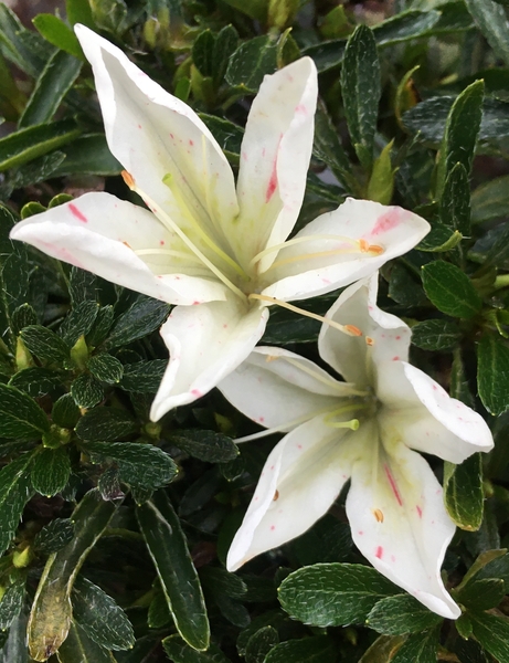 Azalea 'Chinsai' | Evergreen Azaleas