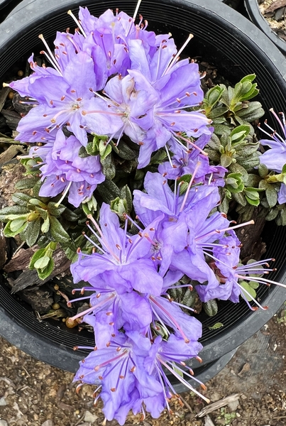 Rhododendron lysolepis | Rhododendrons (Hybrids & species)