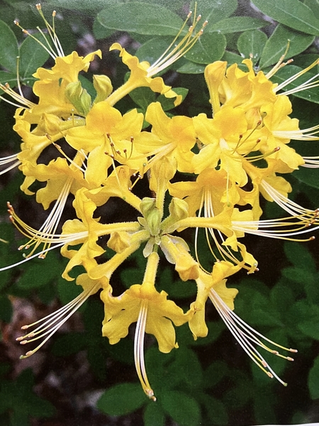 Azalea 'Cape Fear Gold' | Deciduous Azaleas