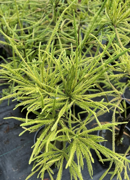 Cryptomeria japonica 'Araucarioides' | Conifers