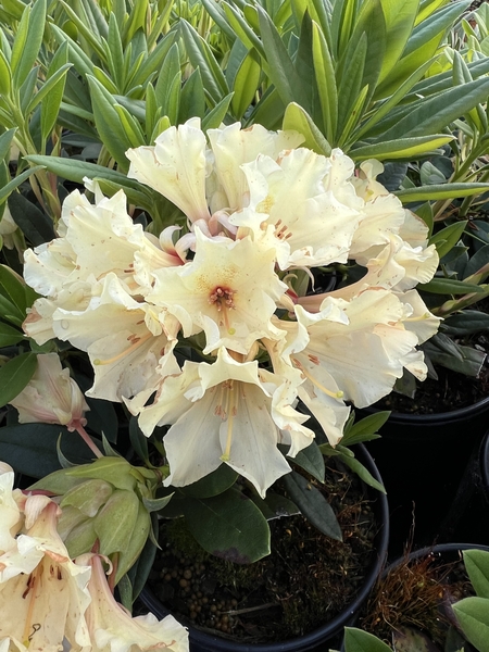 Rhododendron 'Glendoick Petticoats' | Rhododendrons (Hybrids & species)