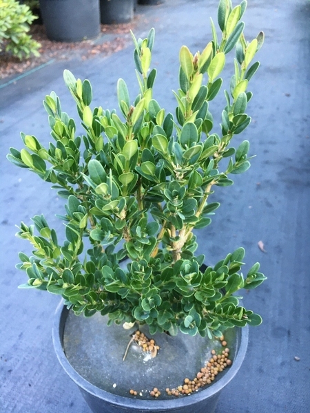Buxus micorphylla 'John Baldwin' | Deciduous & Evergreen Shrubs