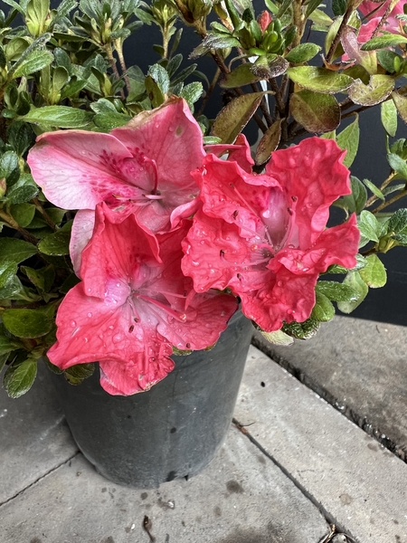 Azalea 'Blaauw's Pink' | Evergreen Azaleas