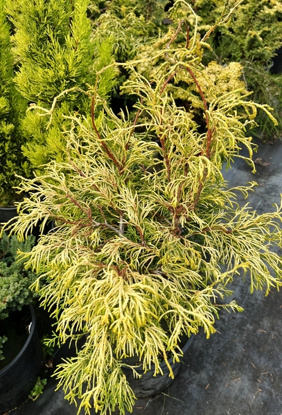 Chamaecyparis obtusa 'Lemon Twist' | Conifers