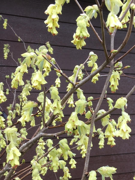 Corylopsis spicata | Deciduous & Evergreen Shrubs