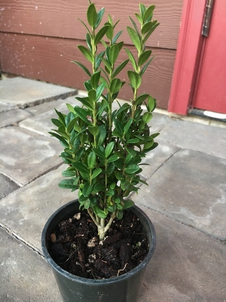 Ilex crenata 'Sky Sentry' (a.k.a. 'Sky Pencil') | Deciduous & Evergreen Shrubs