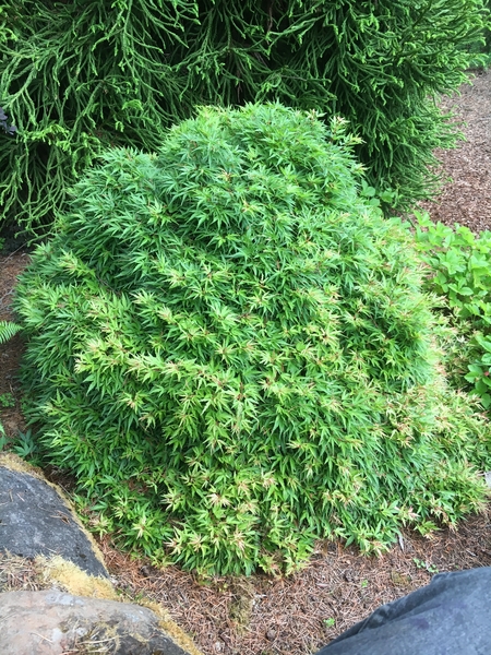 Acer palmatum 'Yuri hime' | Japanese Maples, Ornamental Trees
