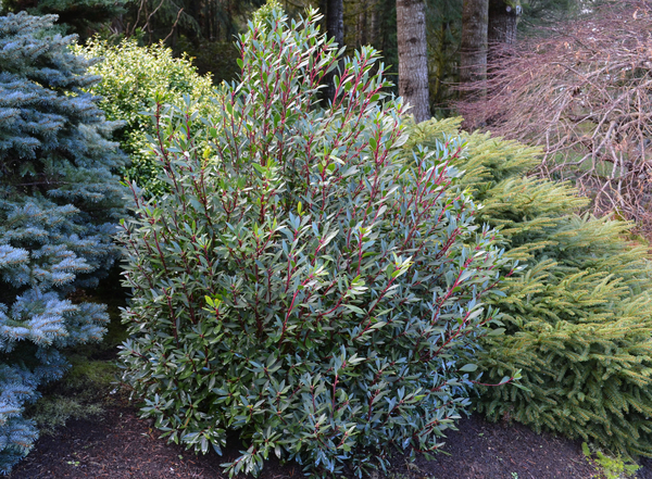 Drimys lanceolata | Deciduous & Evergreen Shrubs