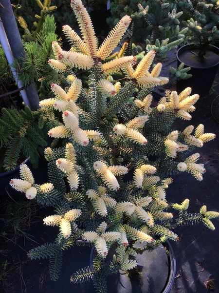 Abies pinsapo 'Aurea' | Conifers