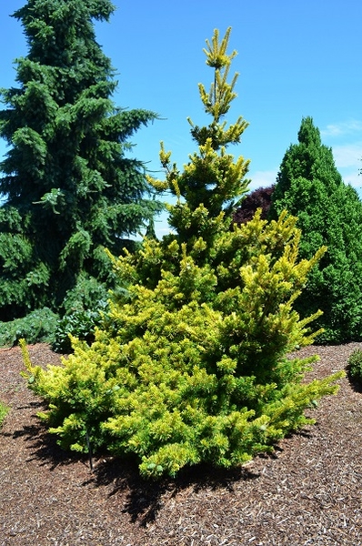 Pinus parviflora 'Goldylocks' | Conifers