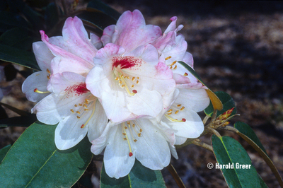 Rhododendron pachysanthum | Rhododendrons (Hybrids & species)