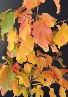 Parrotia persica 'Golden Belltower' | Japanese Maples, Ornamental Trees