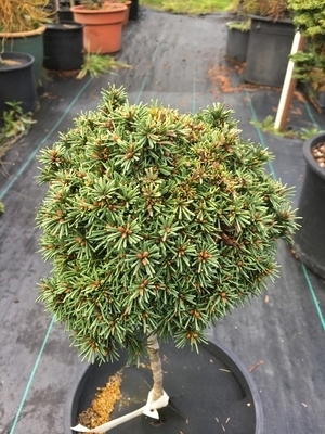Picea abies 'Acrocona' (Witch's Broom) | Conifers