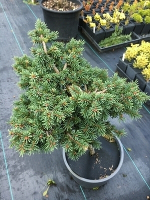 Picea abies 'Kotel' | Conifers