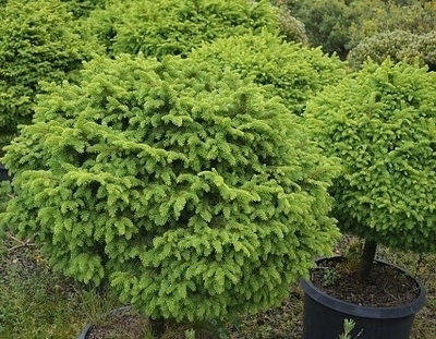 Picea abies 'Little Gem' | Conifers