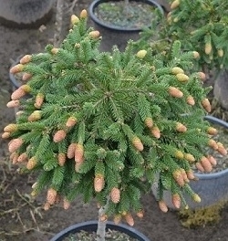 Picea abies 'Pusch' | Conifers