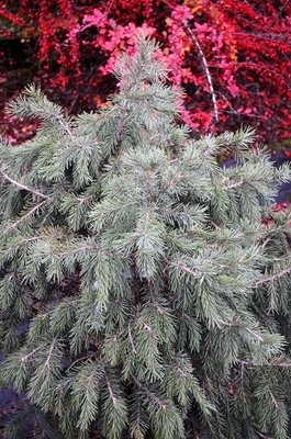 Picea breweriana 'Wustemeyer' | Conifers