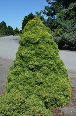 Picea glauca 'Rainbow's End' | Conifers