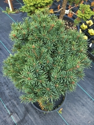 Picea glauca 'Thunder Cloud' | Standards