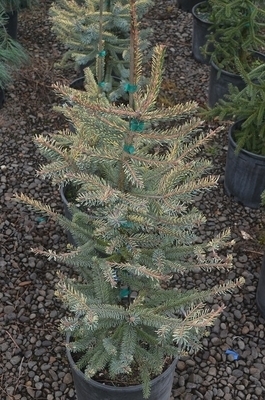 Picea mariana 'Aureovariegata' | Conifers