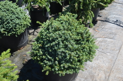 Picea mariana 'Golf Ball' | Conifers