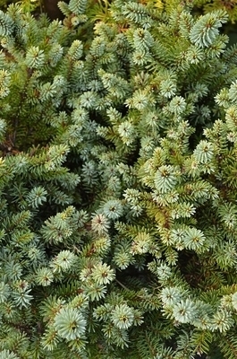 Picea omorika 'Kamenz' | Standards