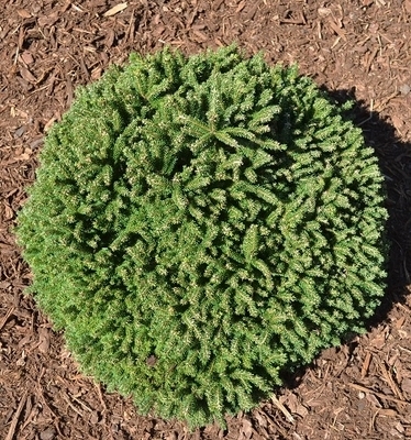 Picea orientalis 'Shadow's Broom' | Standards