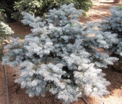 Picea pungens 'Thume' | Conifers