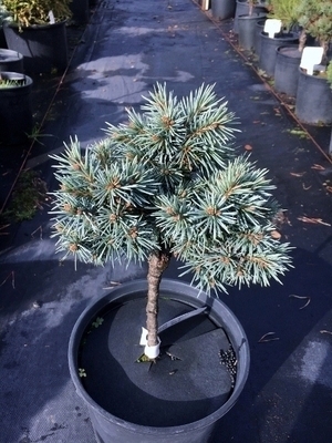 Picea pungens 'Blue Ball' | Conifers